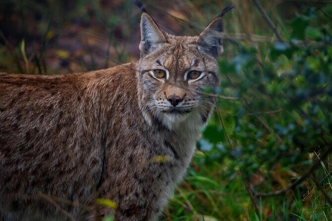 10 Day China Wildlife Expedition Tibetan Plateau and Snow Leopard - Day-by-Day Breakdown of the Itinerary