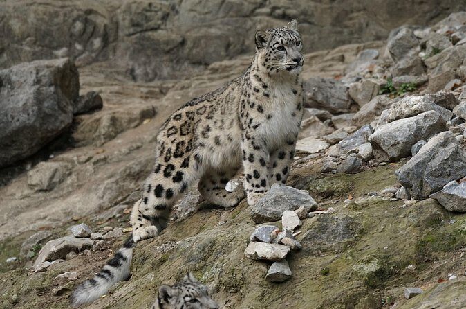 10 Day China Wildlife Expedition Tibetan Plateau and Snow Leopard - FAQ