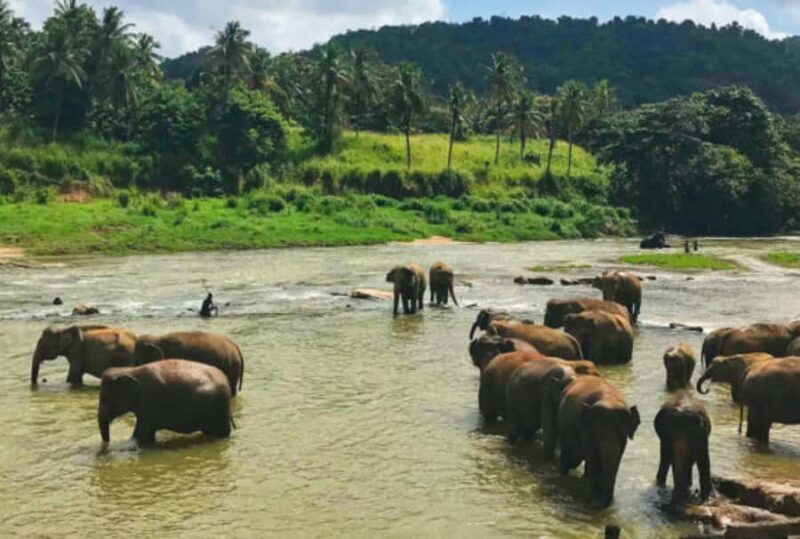 10 Day Flash Tour of Sri Lanka Cover 7 Land Marks! - FAQs