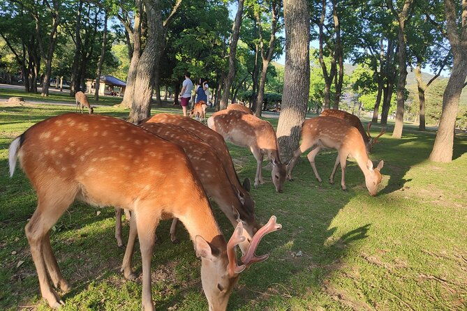 10-day-golden-route-of-japan