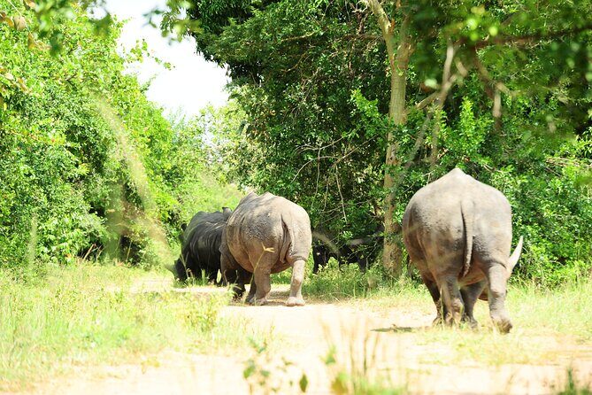 10 Day Gorilla Chimps and Big 5 Safari - Key Points