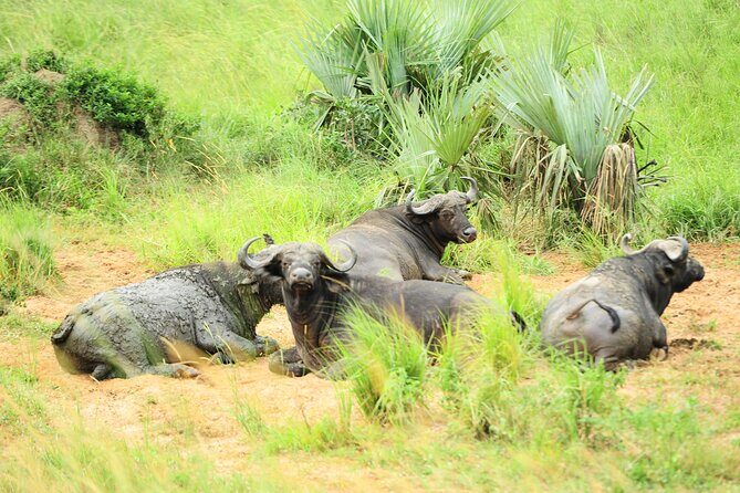 10 Day Gorilla Chimps and Big 5 Safari - An Overview of the Tour Experience