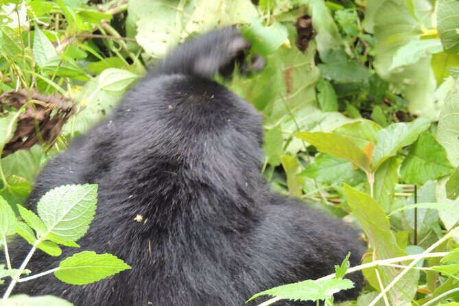 10 Day Gorilla Chimps and Big 5 Safari - Practical Details and Tips