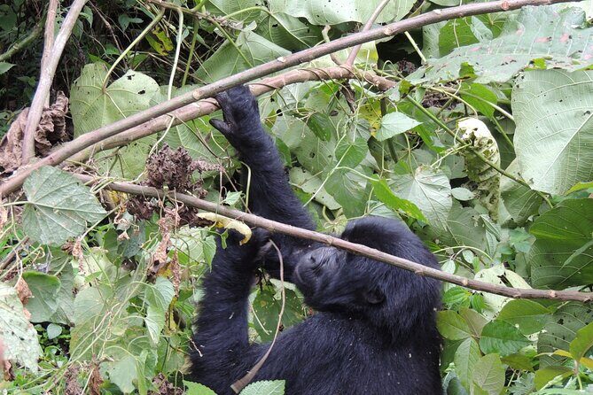 10 Day Gorilla Chimps and Big 5 Safari - Who Is This Tour Best For?