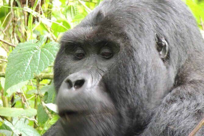10 Day Gorilla Chimps and Big 5 Safari - FAQ