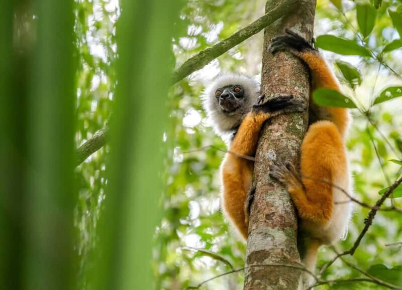 10-Day Madagascar Uniqueness Discovery - A Deep Dive into the 10-Day Madagascar Uniqueness Discovery Tour  
