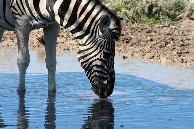 10-Day Namibia Highlights Guided Tour from Windhoek - A thorough look at what makes this Namibia tour special