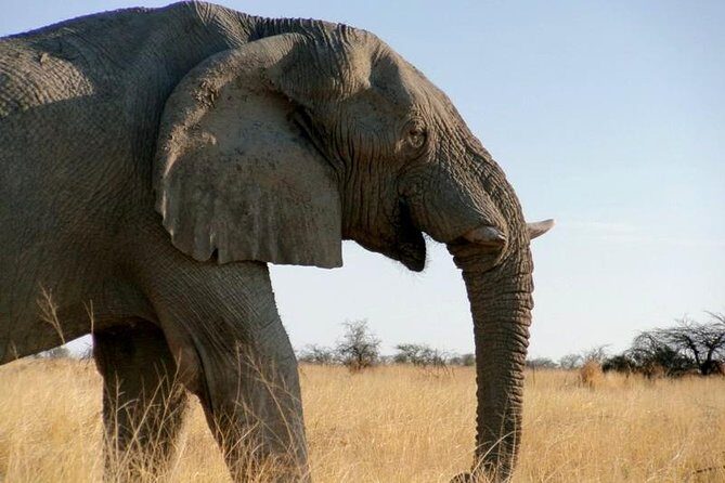 10-Day Namibia Highlights Guided Tour from Windhoek - FAQ