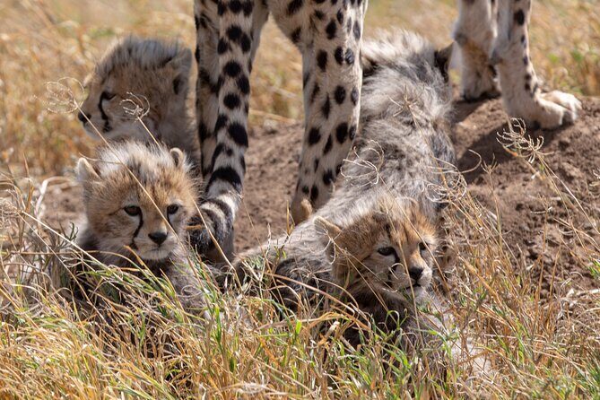 10-Day Predators Tanzania Safari Luxury Package - An in-depth look at the 10-day itinerary