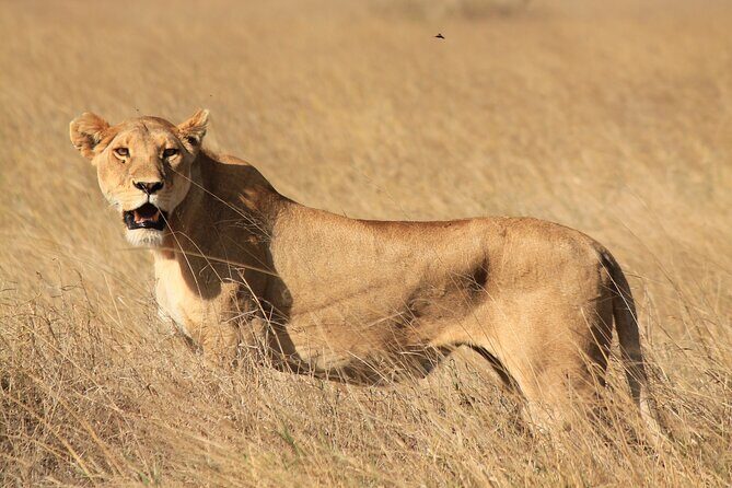 10-Day Predators Tanzania Safari Luxury Package - The Sum Up: Worth it for wildlife lovers and comfort seekers