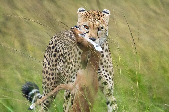 10-Day Private Tour in Big Five Safari and Beaches - Final Thoughts: Is This the Right Tour for You?