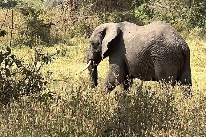 10 Day Serengeti, Ngorongoro Crater and Zanzibar Private Tour - Key Points