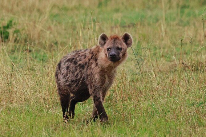 10 Day Serengeti, Ngorongoro Crater and Zanzibar Private Tour - An In-Depth Look at the Itinerary