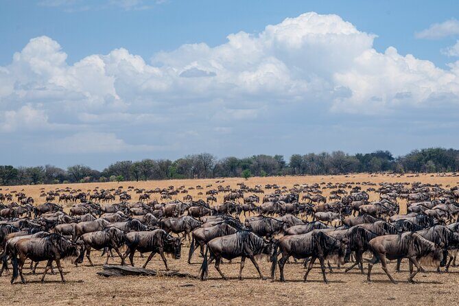 10-Day Serengeti Wildebeest Migration Safari from Arusha - Transportation and Accommodation: Comfort in the Wild