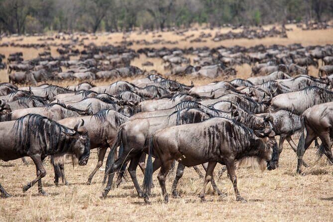 10-Day Serengeti Wildebeest Migration Safari from Arusha - Final Thoughts