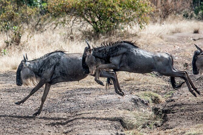 10-Day Serengeti Wildebeest Migration Safari from Arusha - FAQ