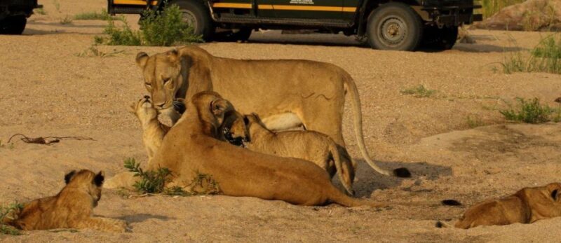 10 Day South Africa Tour Johannesburg to Cape Town - FAQ