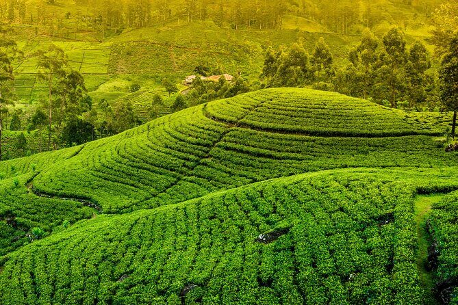 10 Day Sri Lanka Adventure Private Guided Tour - Discover Sri Lanka in 10 Days: An Honest Review of the Private Guided Tour