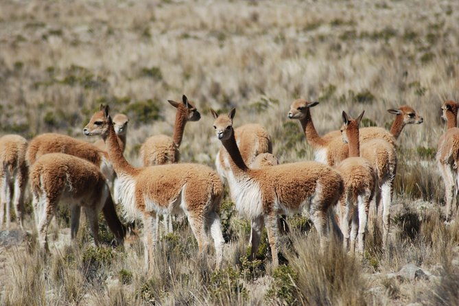 10-day-tour-from-lima-amazon-jungle-machu-picchu-and-lake-titicaca