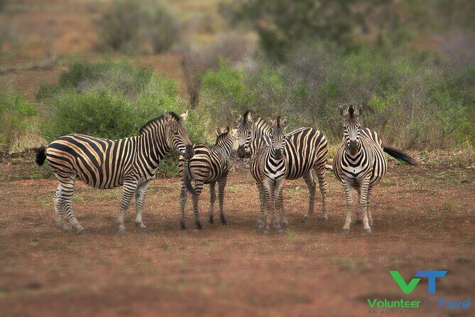 10-Day Tour to Kruger/Hluhluwe-iMfolozi & Everything In Between - The Sum Up