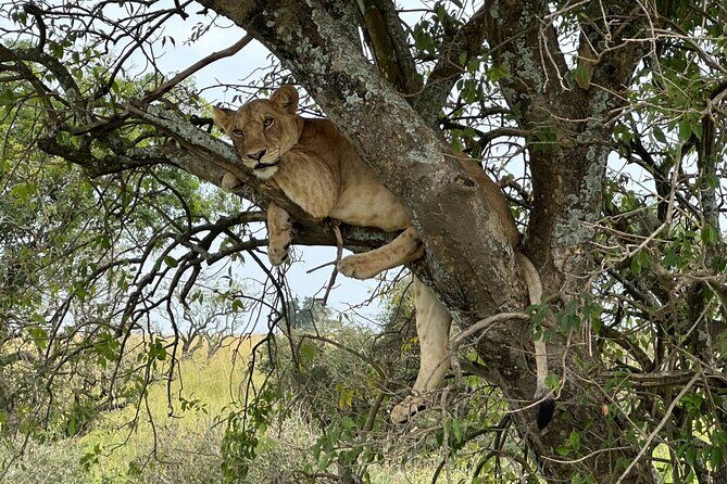 10 Day Uganda Memorable Lifetime Gorilla and Chimpanzee Safari - Who Will Love This Safari?