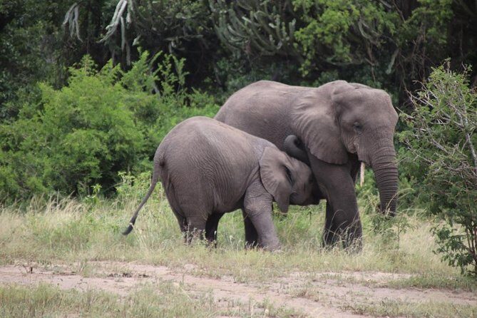 10 Day Western Uganda Budget Wildlife Safari - Why This Tour Offers Genuine Value