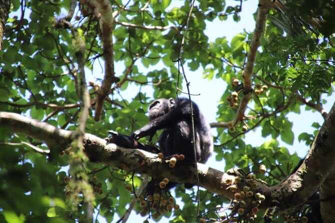 10 Day Western Uganda Budget Wildlife Safari - FAQs