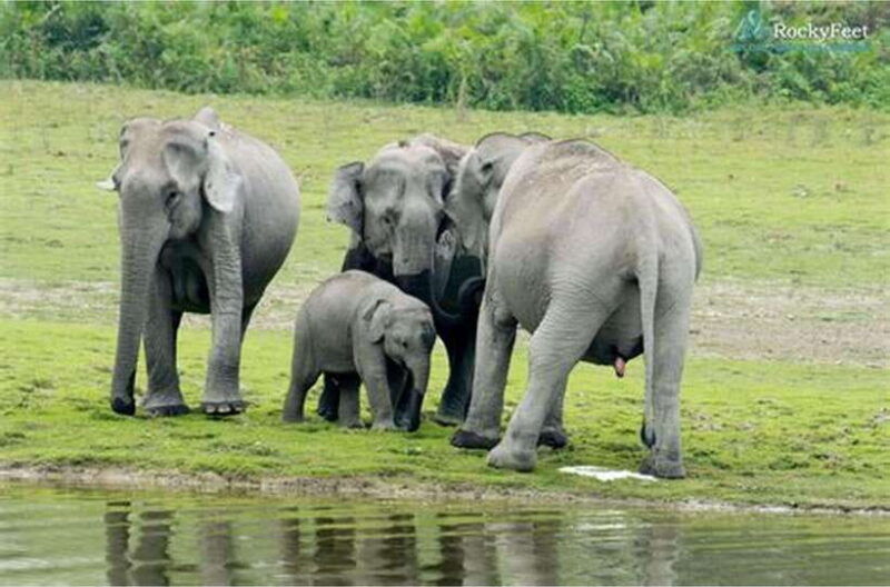 10-day-wild-life-sri-lanka-tour