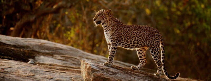 10-day-wild-life-sri-lanka-tour