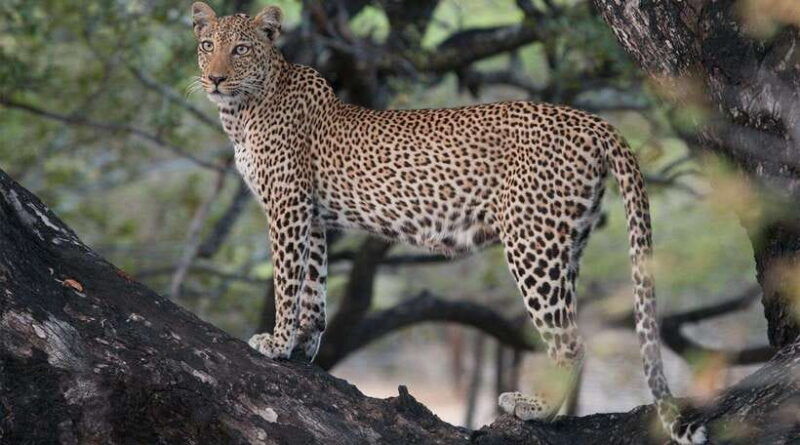 10-day-wild-life-sri-lanka-tour