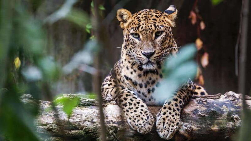 10-day-wild-life-sri-lanka-tour