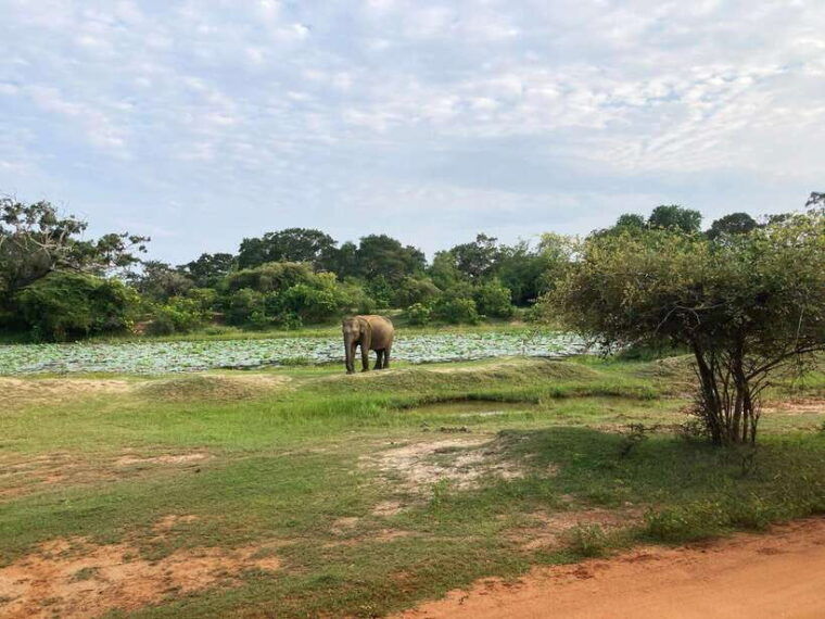 10-day-wild-life-sri-lanka-tour