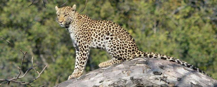 10-day-wild-life-sri-lanka-tour