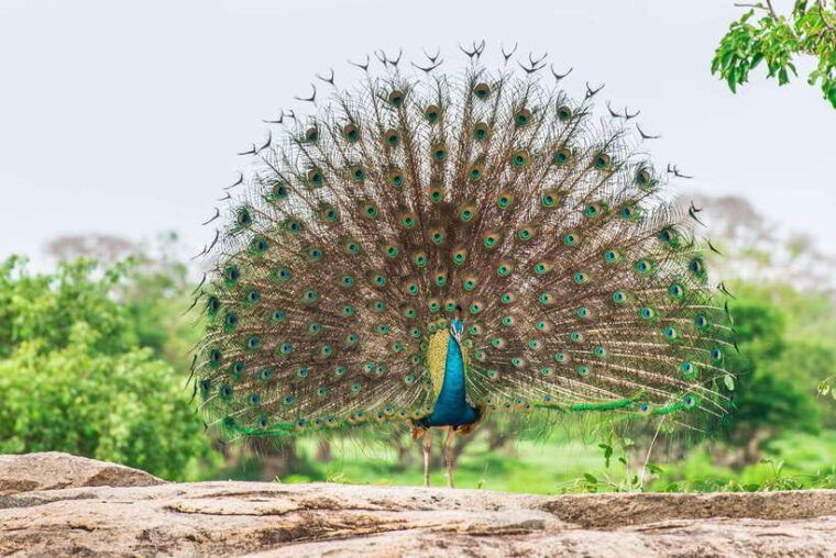 10-day-wild-life-sri-lanka-tour