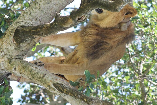 10-Day Wildlife Big 5, Murchison Falls and Gorilla Safari - A Closer Look at the Itinerary