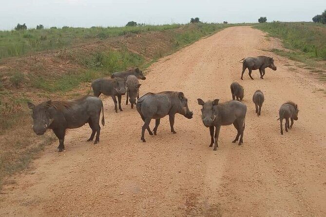 10-Day Wildlife Big 5, Murchison Falls and Gorilla Safari - The Sum Up