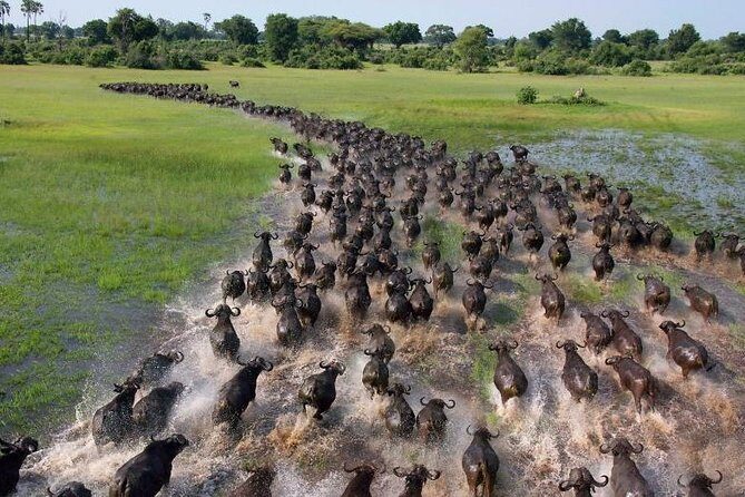 10 Days 8 Nights Tanzania Unforgettable Comfort Camping Safari - Why the Price Reflects the Experience