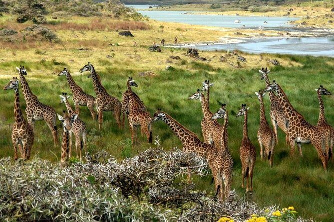 10 Days 8 Nights Tanzania Unforgettable Comfort Camping Safari - Who Is This Safari Best For?