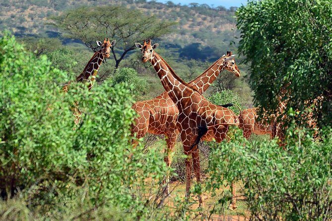 10 Days 8 Nights Tanzania Unforgettable Comfort Camping Safari - FAQ