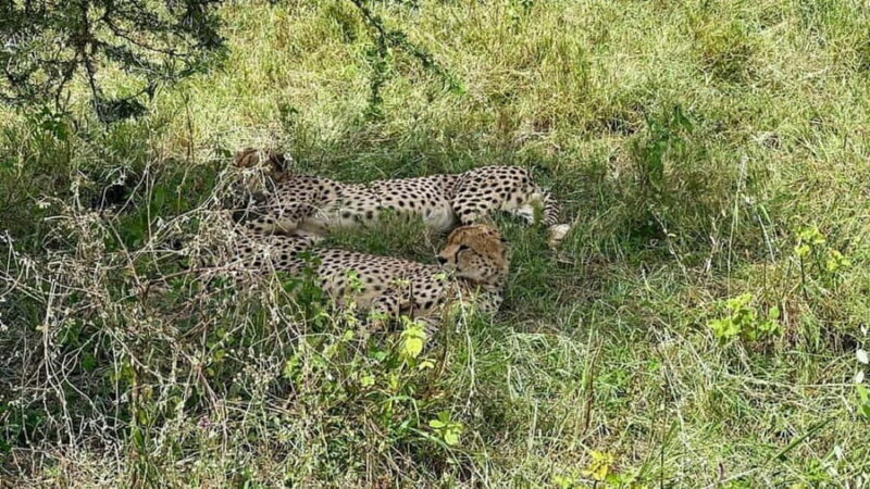 10 Days 9 Nights Best of Tanzania Luxury Safaris - Key Points