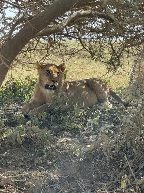 10 Days 9 Nights Best of Tanzania Luxury Safaris - The Itinerary Breakdown: What You Can Expect