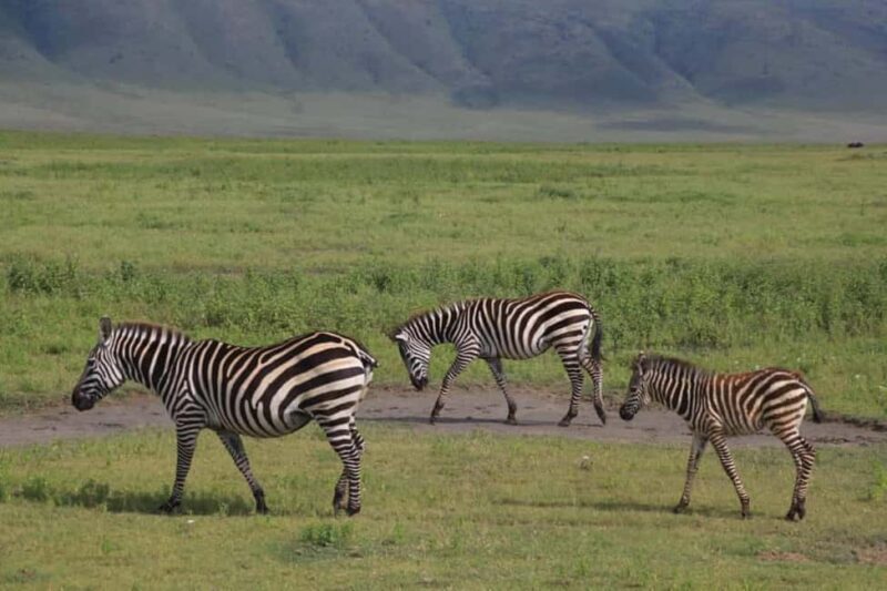 10 Days 9 Nights Best of Tanzania Luxury Safaris - Price and Value: Is It Worth It?