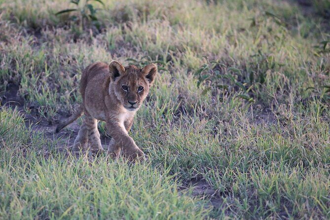 10 Days 9 Nights Exposure Africa Premium Safari Package - Introduction: An Exciting Safari in Tanzania