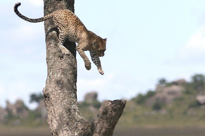 10 Days 9 Nights Exposure Africa Premium Safari Package - Analyzing the Value: Is It Worth the Price?