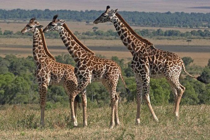 10 Days / 9 Nights Join group safari - Ngorongoro Crater: Wildlife at a Natural Amphitheater