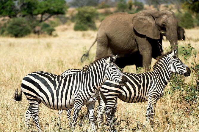 10 Days / 9 Nights Join group safari - A Well-Executed End to the Safari