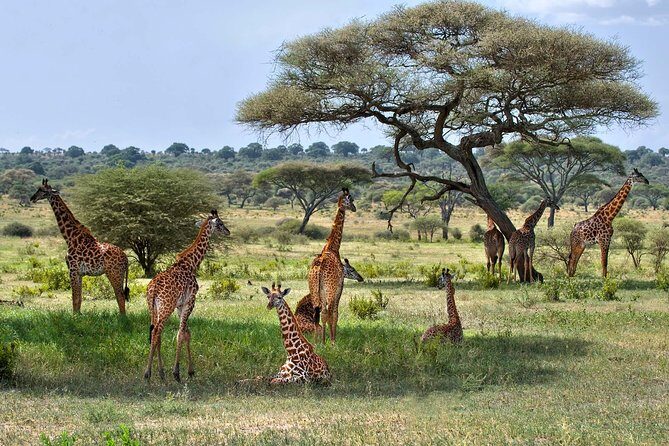 10 Days / 9 Nights Join group safari - Practical Insights and Value