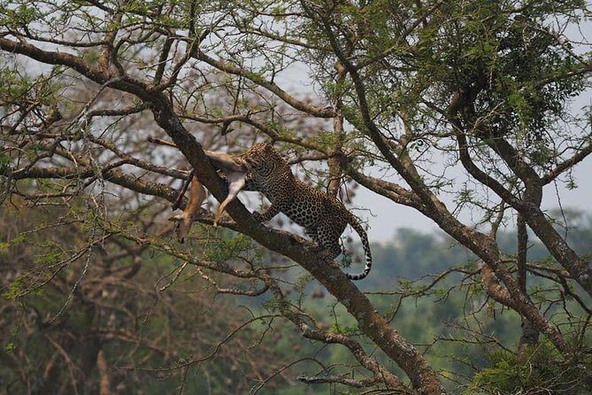 10 Days Affordable Gorilla Trekking Holiday - FAQ