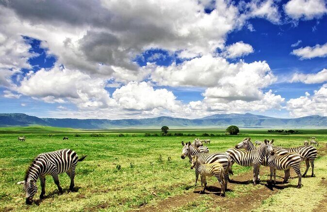 10 -Days Best of Kenya and Tanzania Classic Safari - Authentic Safari Adventure: The 10-Day Best of Kenya and Tanzania Classic Safari