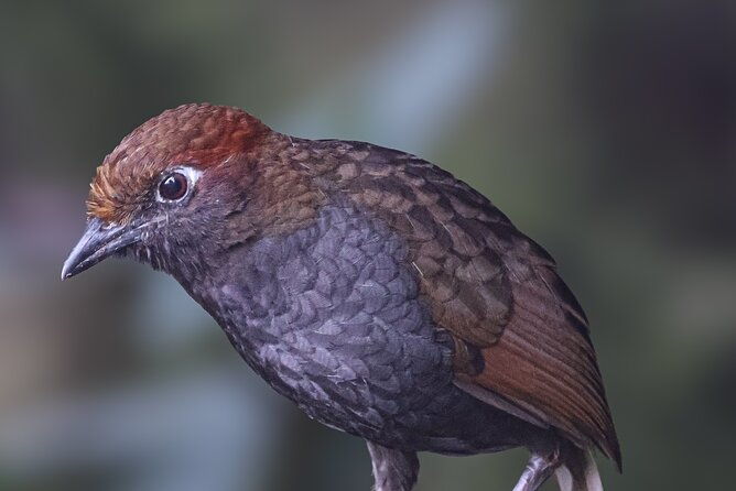 10-days-birding-photo-tour-from-andes-to-amazon-of-ecuador